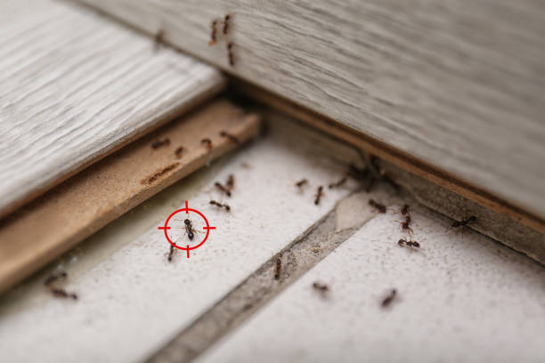 Best Wasp Removal Services  in Rio Rancho, NM