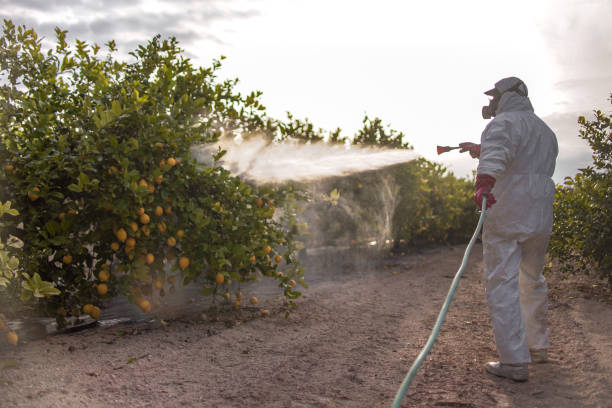 Best Mosquito Control Services  in Rio Rancho, NM