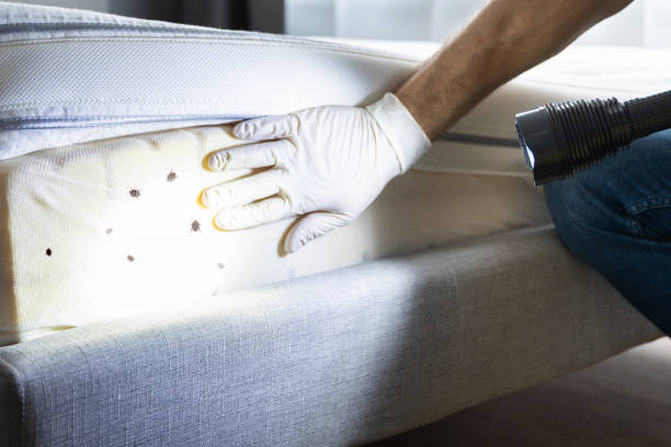 Best Rat Extermination Near Me  in Rio Rancho, NM