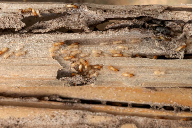 Best Bed Bug Extermination  in Rio Rancho, NM