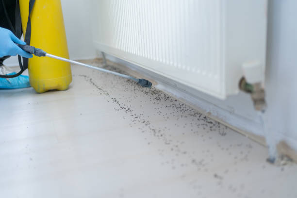Best Emergency Pest Control  in Rio Rancho, NM