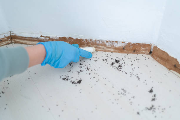 Best Residential Pest Control  in Rio Rancho, NM