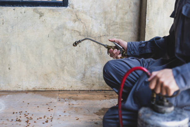 Best Termite Control Services  in Rio Rancho, NM